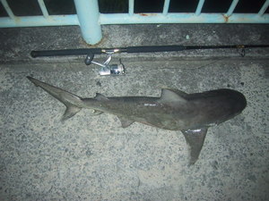 釣り 沖縄の川でサメを釣るには オオメジロザメ 南国釣りコ 亜熱帯沖縄の釣り情報